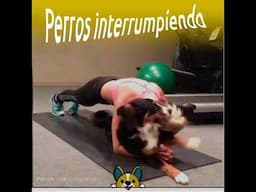 Perros chistosos interrumpiendo