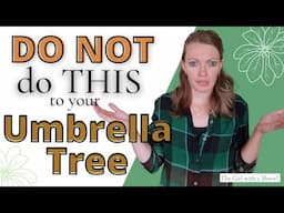 Umbrella Plant Problems | Leaves FALLING OFF, Leggy plant, & MORE!