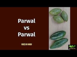 Parwal vs Parwal | परवल vs परवल | Pointed Gourd Vs Pointed Gourd |  Everyday Life # 342