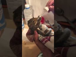 Rescued Baby Squirrel Eating