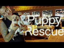 Picking up 26 Rescue Dogs in the Middle of the Night from Miami Airport