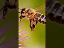 Why Bees Dies After Stinging🤔