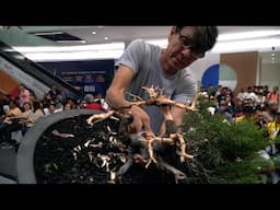 Koji Hiramatsu Bonsai demo