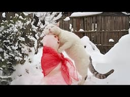 The CUTEST Reactions When Cats Face SNOW for the FIRST TIME! ❄️🐾