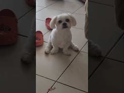 Cutest puppy in the world 🥰. #shortvideo #cutepuppiesdoingfunnythings