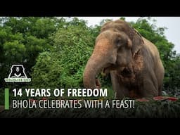 14 Years Of Freedom: Bhola Celebrates With A Feast!