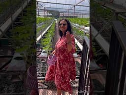 Strawberry Picking in Cameron Highlands! Things to do in Malaysia #minivlogs