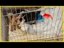 Hated and treated badly, Poor Dog silently endured the anger of heartless people until