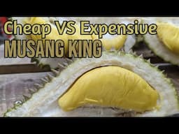 Cheap VS Expensive Musang King