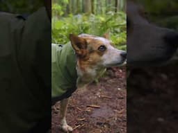 NEW RUFFWEAR COVERALLS! More coverage for more adventures. 🍂❄️ #dogjacket #winterjackets #doglover