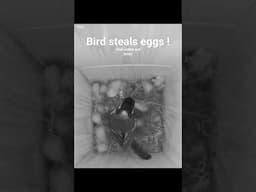 We have an Egg thief #birds #nest #birdslover #nesting #wildlife #shorts