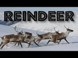 All About Reindeer or Caribou for Kids: Reindeer Facts and Information for Children - FreeSchool