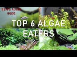 Best Algae Eaters || 99% Algae gone ||