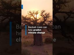 Baobab Trees Can Help Predict Climate Change