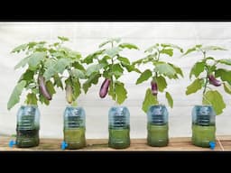 Growing eggplant with plastic bottles and water - Unique method