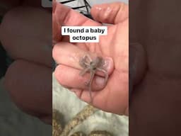 He’s lucky to be alive! #petoctopus #octopus  #babyoctopus #thereefdoc