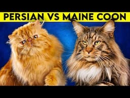 Maine Coon Cat vs Persian Cat - Which one to get?