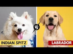 Indian Spitz Dog Vs Labrador Which Dog Is Right For You in Hindi #pets