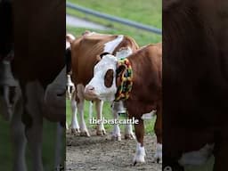 Italy Throws Annual Cow Party 🐄