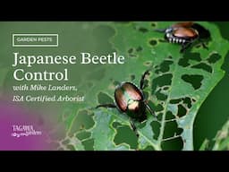 Japanese Beetle Control by Tagawa Gardens