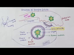 Graafian follicle structure (hindi) | Oocyte structure