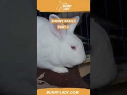 Bunny Basics 2: Treats! #rabbits #rabbitcaretips  #petbunny