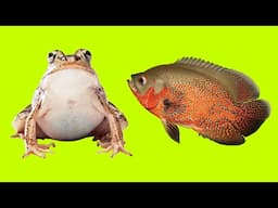 The Oscar Fish Vs The Bull Frog  - Oscar Fish Feeding