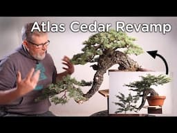 Bonsaify | Atlas Cedar Restyling