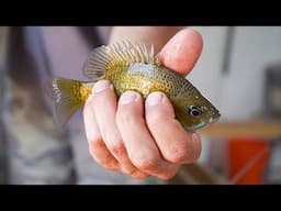 Bluegill Fishing with Live Bait