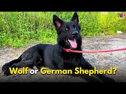 Wolf or a Black German Shepherd? ऐसा DOG पहले नहीं देखा होगा | TUC