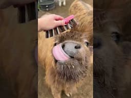 30 seconds of just ✨cow brushing✨