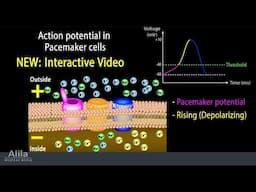 NEW: INTERACTIVE Animation with Quiz: Cardiac Action Potential in Pacemaker Cells