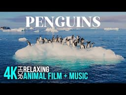 The Life of PENGUINS | Incredible Aquatic Birds - 4K HDR Relaxing Animal Film + Music