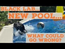 Sending Black Lab dog into NEW above ground pool - WHAT COULD GO WRONG?