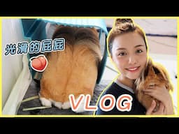 VLOG✨幫我的長毛天竺鼠🐻剪屁屁毛🍑在家做甚麼？