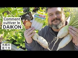 Comment cultiver le DAIKON (du semis à la récolte)『TUTO』