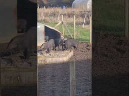 It's been VERY wet and windy but the #piglets have come out to play. #farmanimals