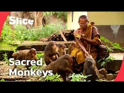 The Sacred Ape: Exploring Humanity's Deep Connection with Monkeys | SLICE | FULL DOCUMENTARY