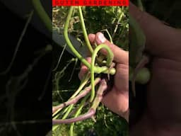 Radish SEED PODS You've Never Seen Before!