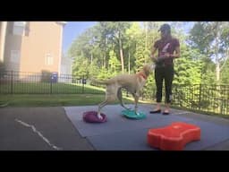 #6 Jasey Day K9FITteam TIP - Video your sessions to help you learn about form....