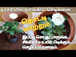 Repotting Roseplant  || ரோஜாசெடிகளை தொட்டியில் நடும் முறை. பூக்கள் பெருசாவும்,அதிகமாவும் பூக்கும்.