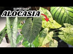 Easiest alocasias even for beginners