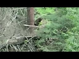 Au Train Falls Bigfoot Footage Analysis