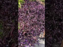 Tradescantia pallida - brilliant purple foliage for your garden #perennials #plants #shorts