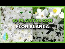 10 PLANTAS de INTERIOR con FLOR BLANCA 🪴🤍 | Plantas para Interiores con Flores