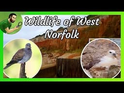 Turtle Doves, Fulmars and Shipwrecks - The Wildlife of West Norfolk