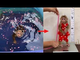 monkey Abi feels Itchy and wants a bath | Full Video 7 days