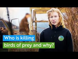 Who is illegally killing birds of prey and why? | RSPB Nature Explained