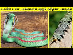 அரியவகை பாம்புகள் | Rarest snakes in the world in tamil #shorts #live