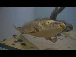 Methuselah the Australian Lungfish: 100 and Thriving | Cal Academy